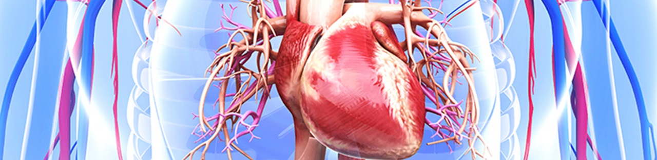 Human heart in blue background